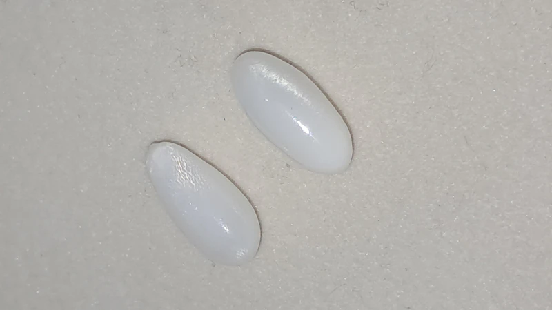 Two GIA certified natural tridacna clam pearls