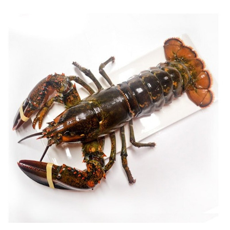 Boston lobster (下環志仔波士頓龍蝦)