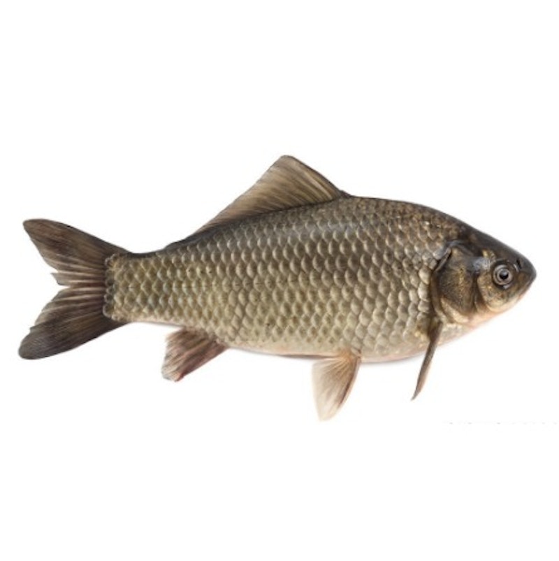 Crucian carp (沙梨頭和興鯽魚)