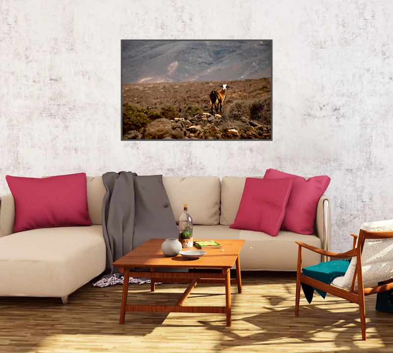 Fuerteventura Ziege