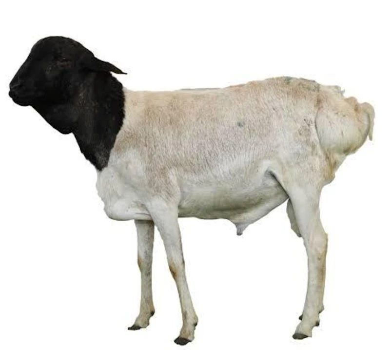 Mouton Moyen 