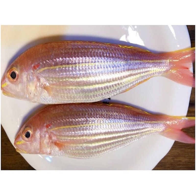 Golden threadfin bream x1pc (下環沙梨頭洪陶帶魚)