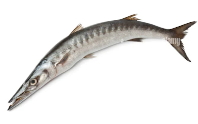 Parracuda