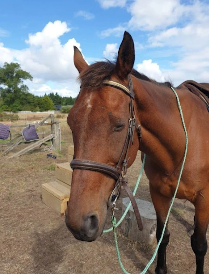Reins