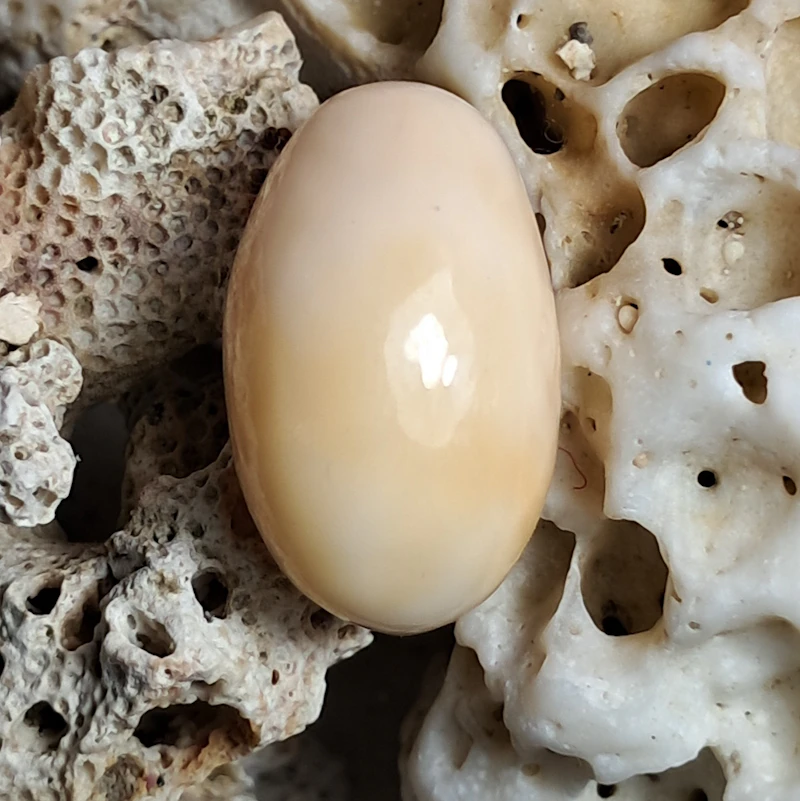 Massive 22.65 carat natural cassis pearl