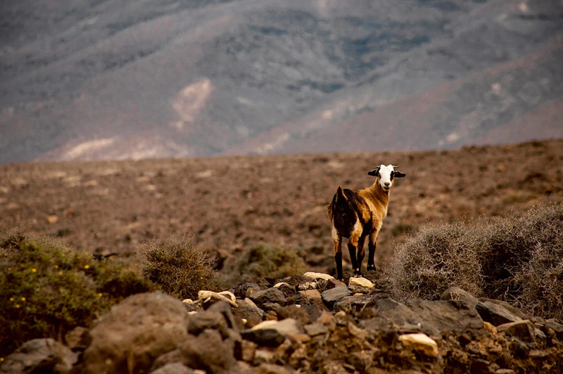 Fuerteventura Ziege