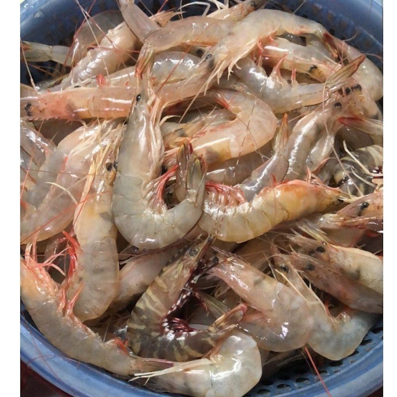 Shrimp (沙梨頭和興海蝦)