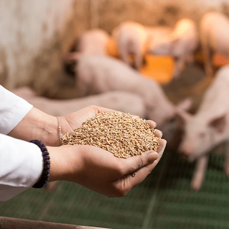 Alimentations de porc 