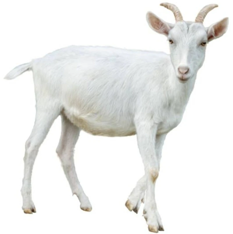 Cabri