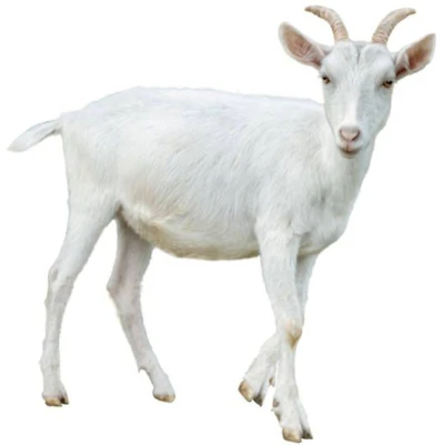 Cabri