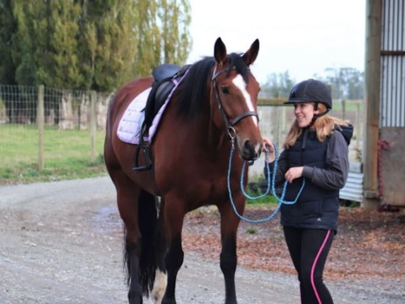 Reins