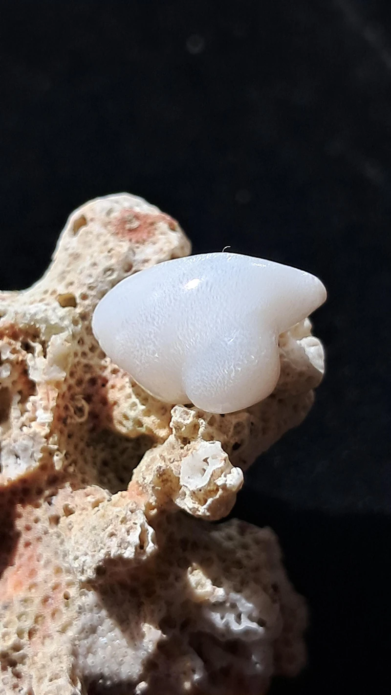 Natural 6.8 Carat Tridacna Clam Pearl