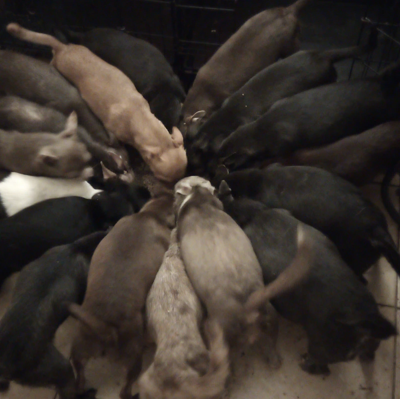 CHIHUAHUA PUPPIES ALWAYS SELLING