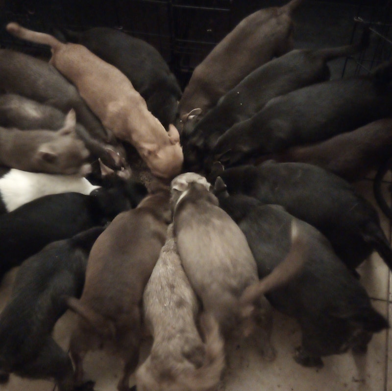 CHIHUAHUA PUPPIES ALWAYS SELLING