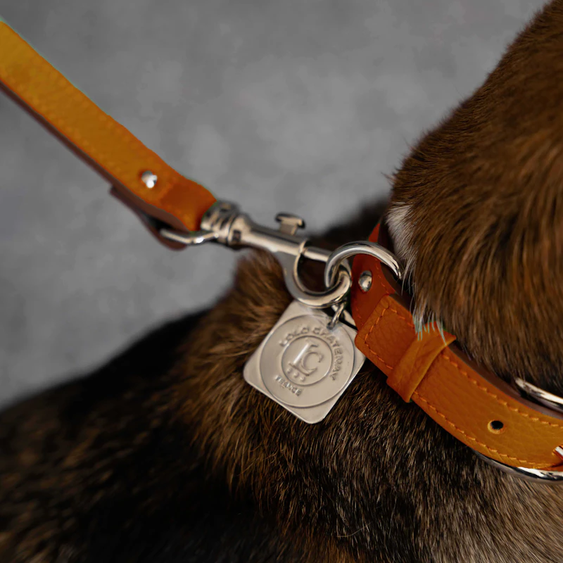 Laisse canines 