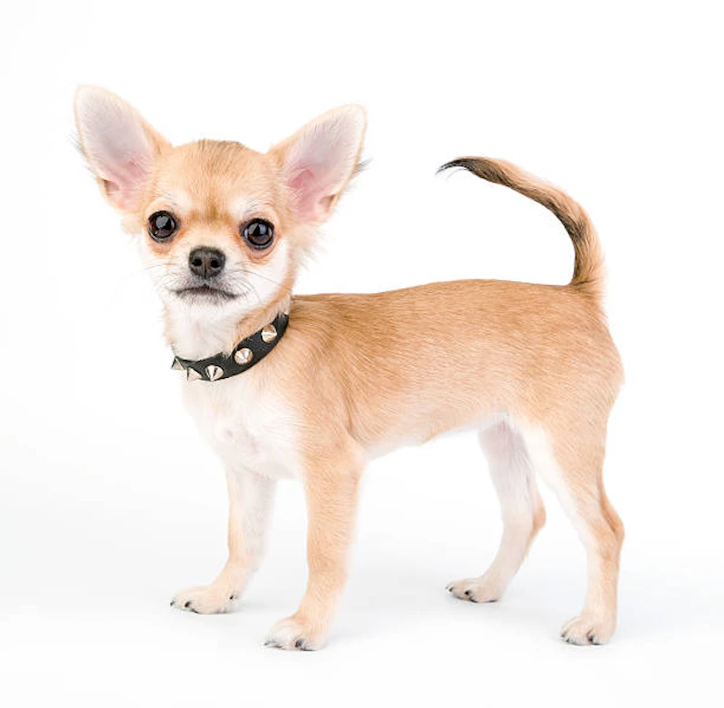 Available Chihuahuas