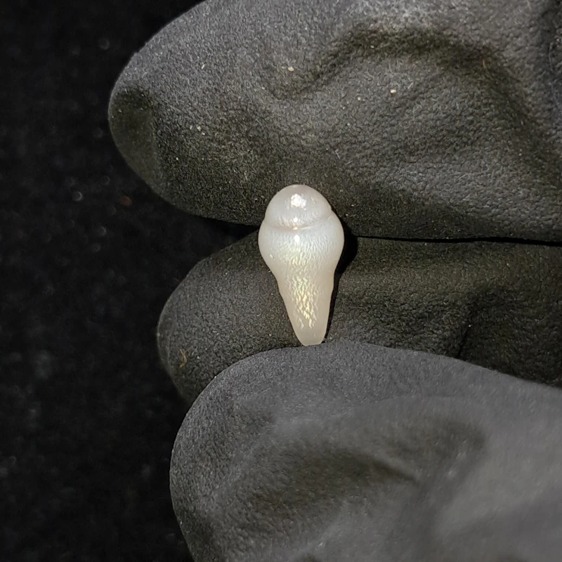 Graceful Natural 1.20 carat Drop Tridacna Pearl