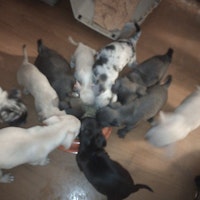 CHIHUAHUA PUPPIES ALWAYS SELLING