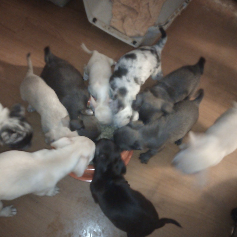 CHIHUAHUA PUPPIES ALWAYS SELLING