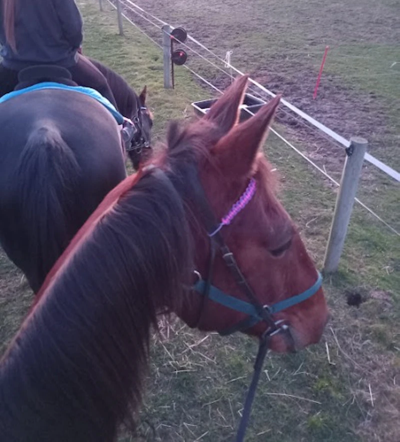 Reversible Browbands