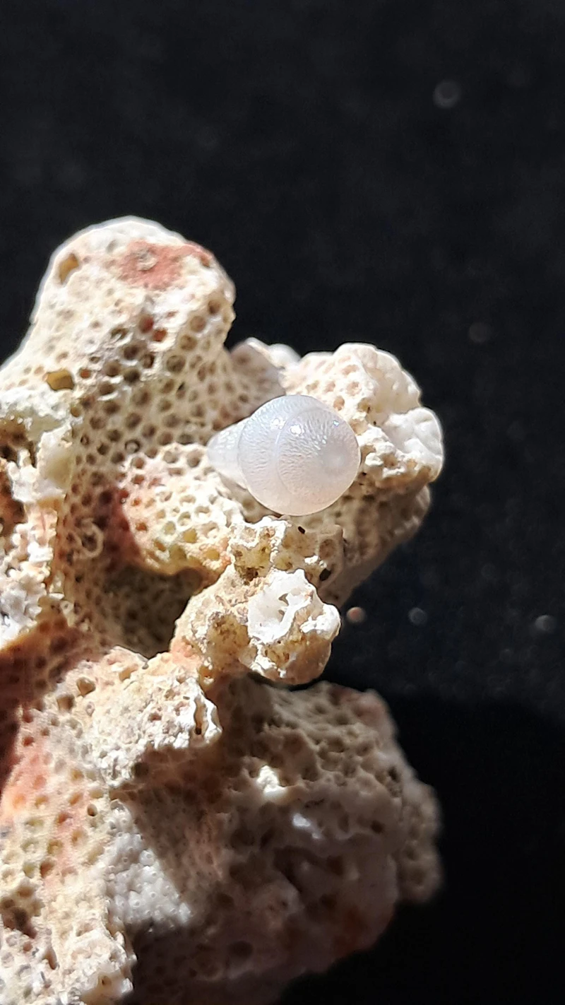 Graceful Natural 1.20 carat Drop Tridacna Pearl