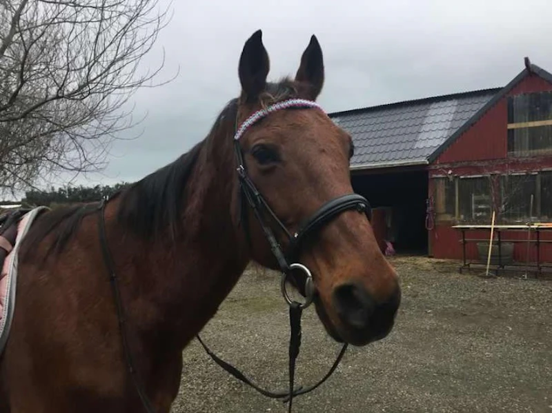 Pre-Made Reversible Browbands