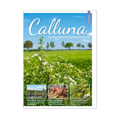 Calluna Frühling 2024