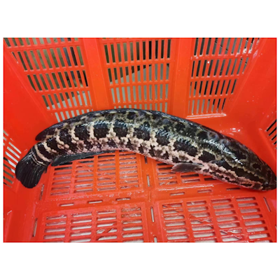 Snakehead Fish (沙梨頭洪陶生魚)