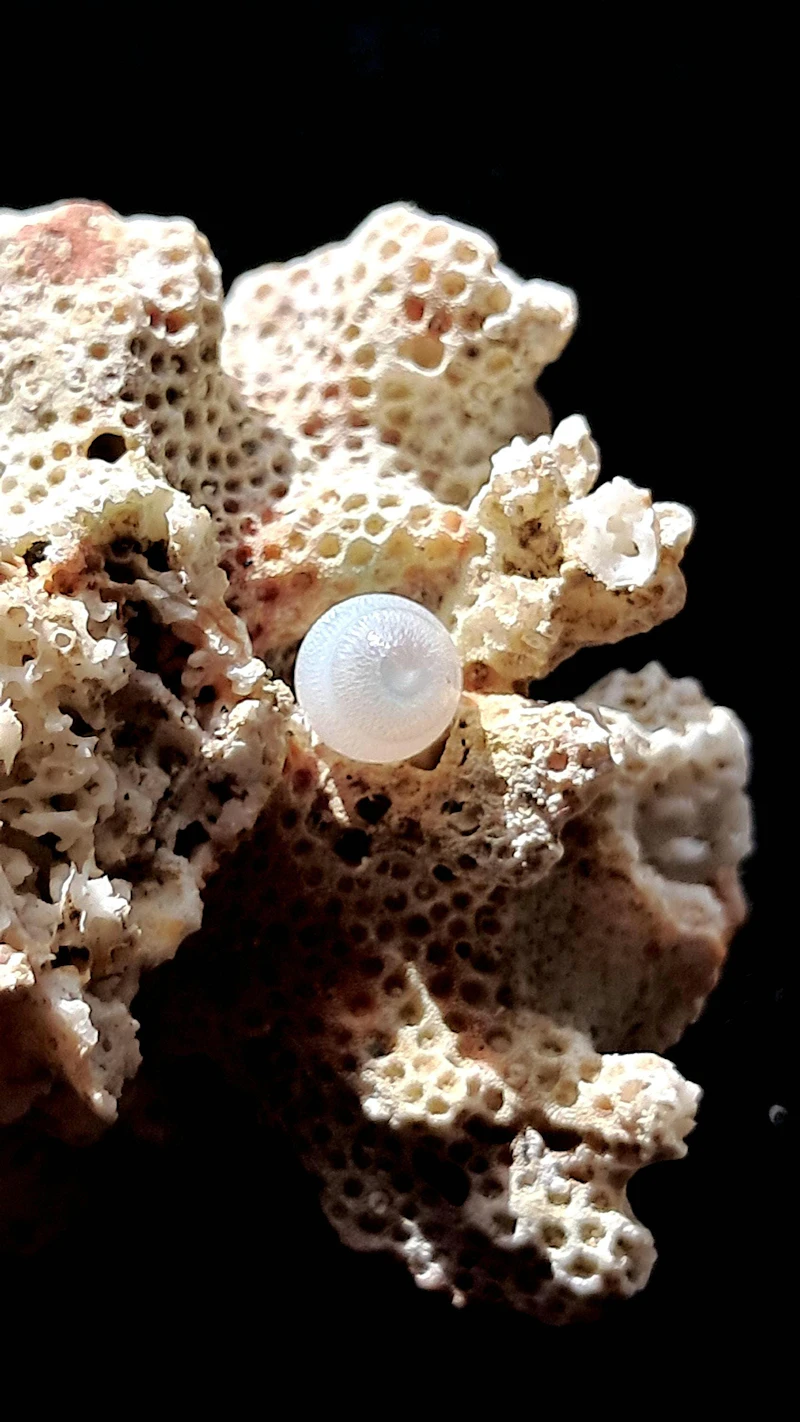 Graceful Natural 1.20 carat Drop Tridacna Pearl