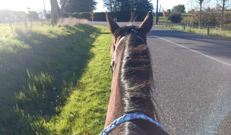 Reins