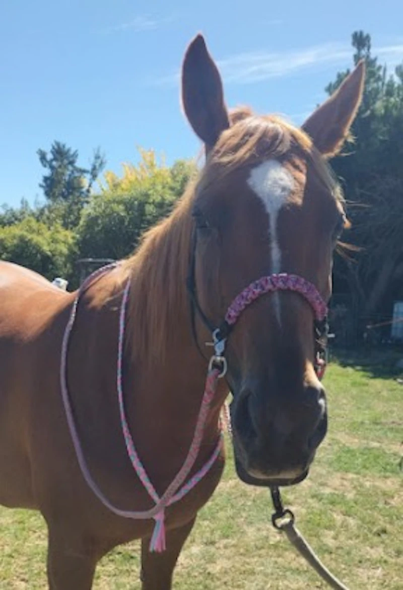 Reins