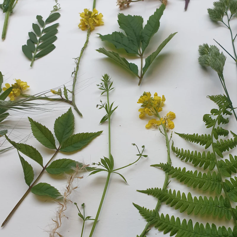 Workshop - Botanical Plates and Coasters