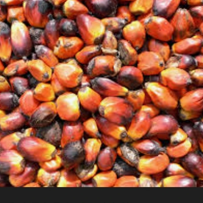 Palm oil/ Banga