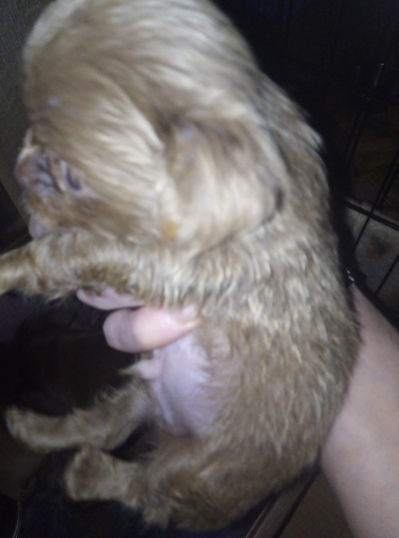 SPANISH DOG PUPPIES