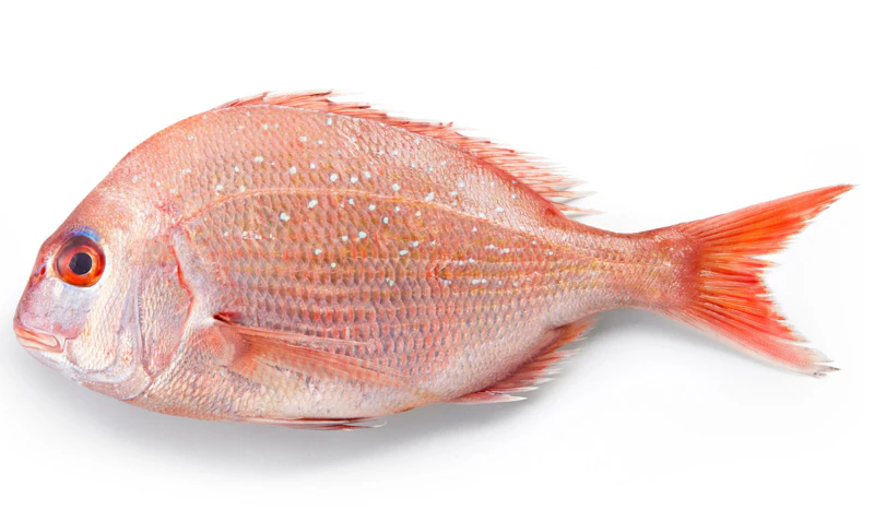 Poisson Dorade 