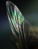 Rainbow Wing