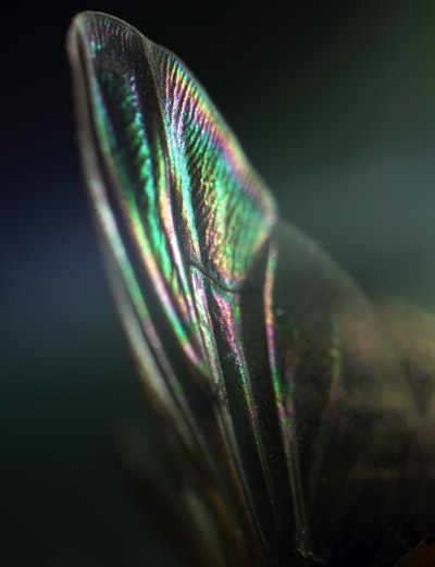 Rainbow Wing