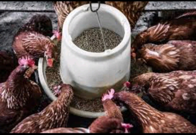 Alimentation du poulet 