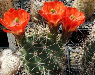 Echinocereus pectinatus San Roberta frosthart winterharte Kakteen Kaktus 