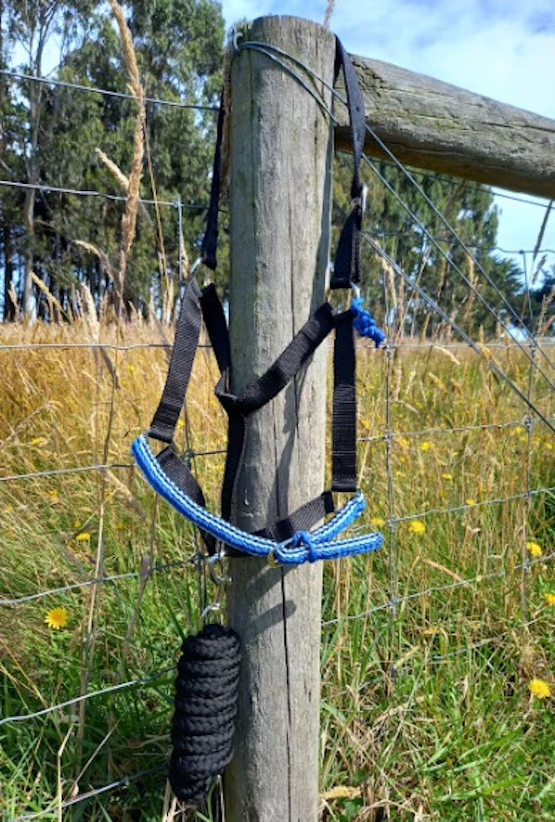 Half Halters