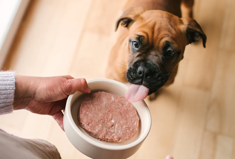 Alimentation pour chien 