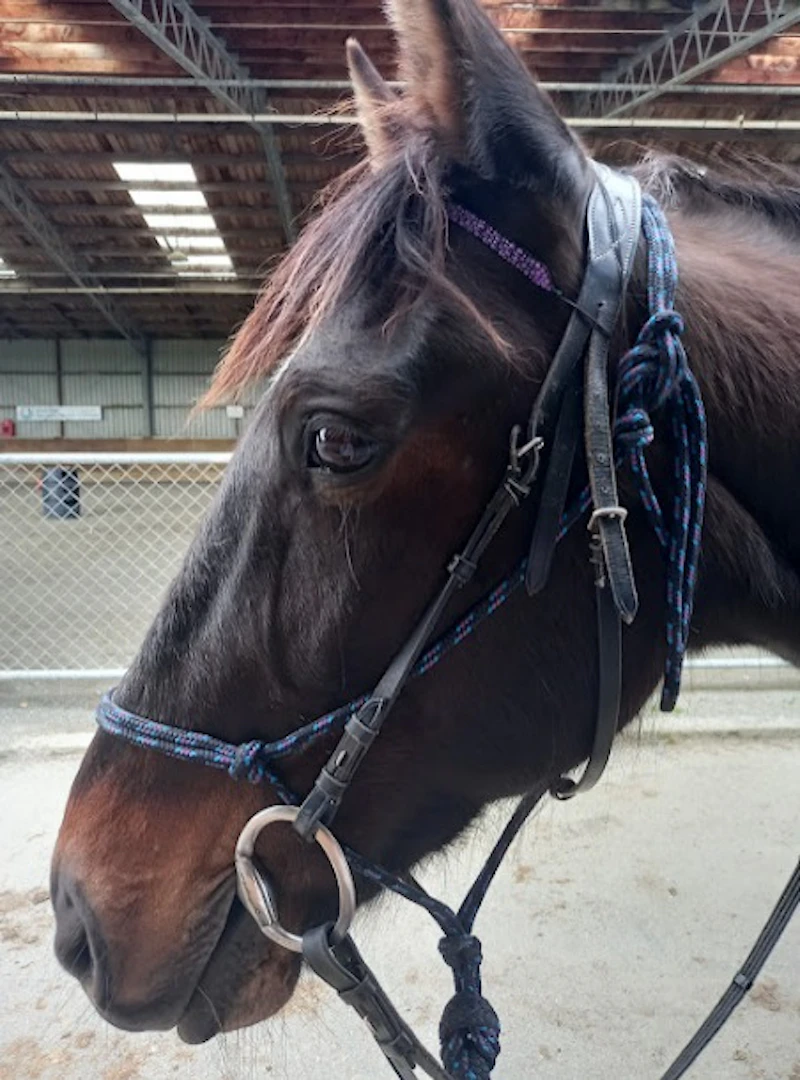 Pre-Made Beaded Browbands