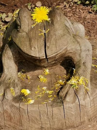 Gänseblümchen- Löwenzahn Gelee
