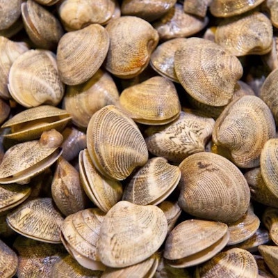 Clams (下環志仔油甲)