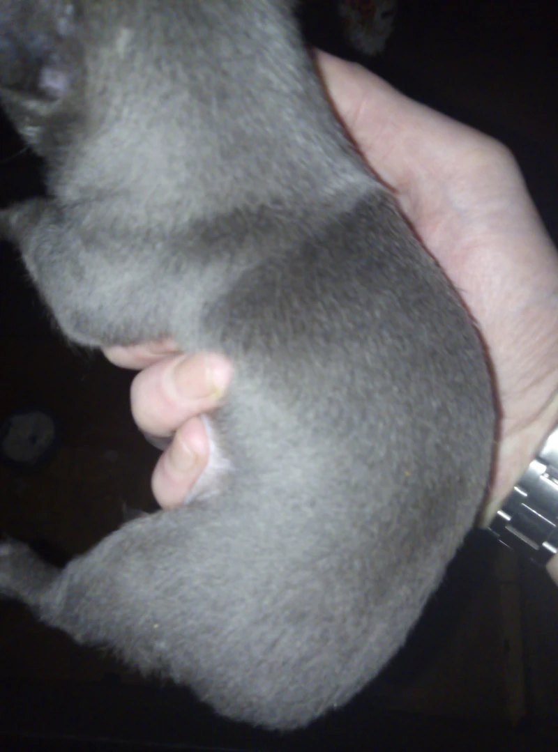 SPANISH DOG PUPPIES