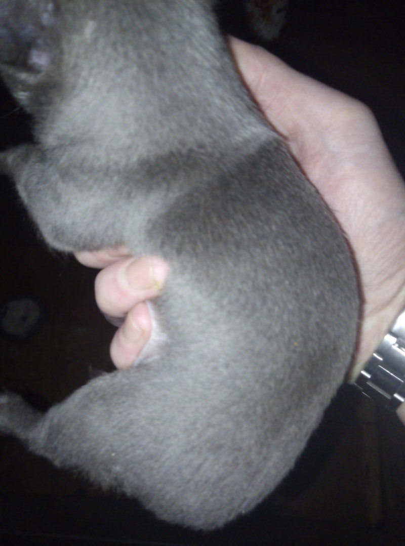 SPANISH DOG PUPPIES
