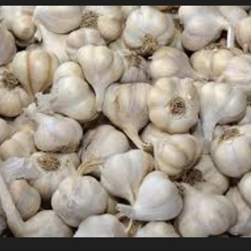 All kinds of African spices