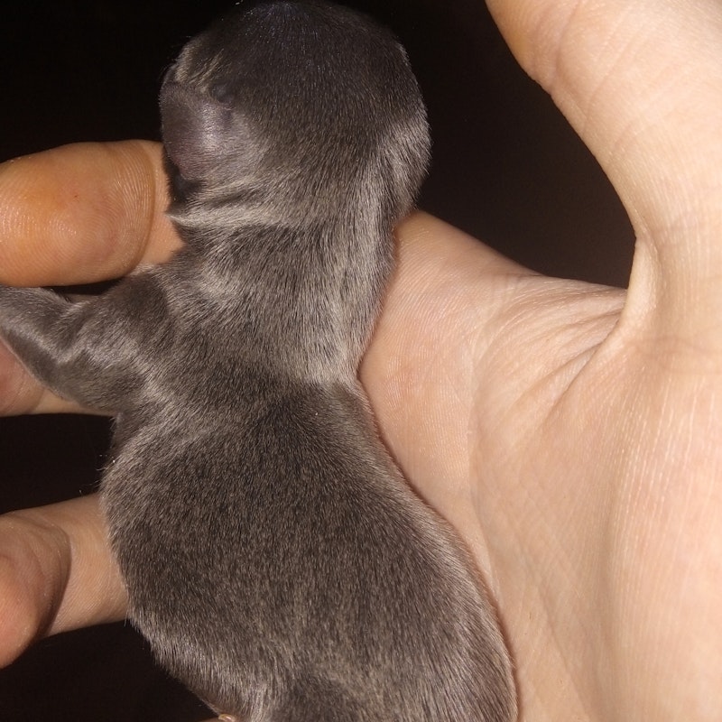CHIHUAHUA PUPPIES ALWAYS SELLING