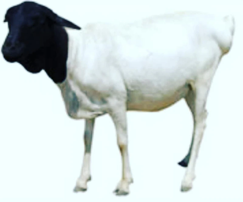 Mouton Grand