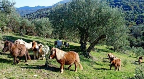 Greek Pony Farm P.D.O. Kalamata natives Olivenöl extra 500ml